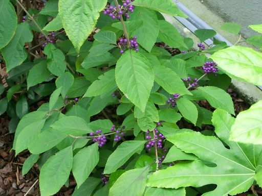 Callicarpa01.jpg