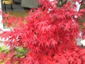 Acer palmatum (oct. 2015)