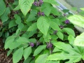 Callicarpa (octobre)