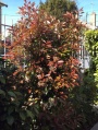 Photinia (mai 2016)